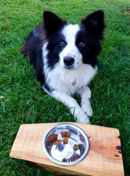 Laserfactory Bürohund